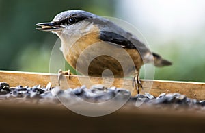 Nuthatch feeding millet sunflower on fodder rack