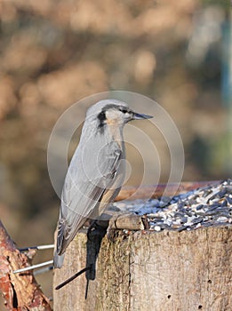Nuthatch on forest background photo