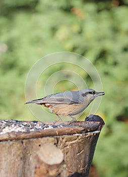 Nuthatch on forest background