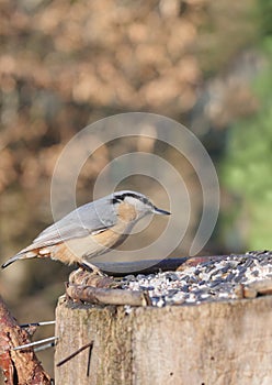 Nuthatch on forest background photo