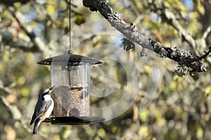 Nuthatch in the garden eating seeds