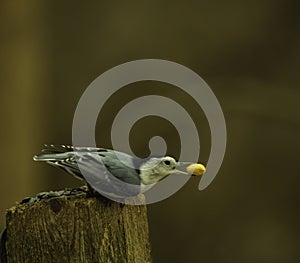 Nuthatch Gets Ready For Take Off