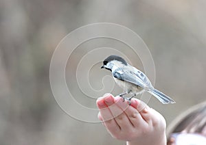 Nuthatch on hand