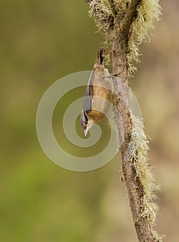 Nuthatch hanging down from lichen-covered branch