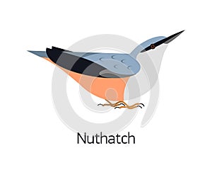 Nuthatch isolated on white background. Cute small woodland bird with bright plumage. Gorgeous adorable wild avian