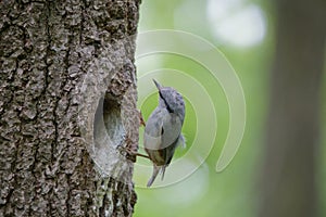 Nuthatch looks on his nest in hollow of the oak. Bird family at European spring forest