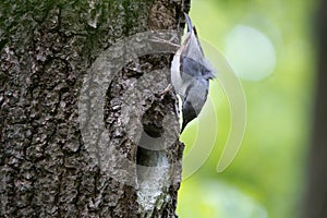 Nuthatch looks on his nest in hollow of the oak. Bird family at European spring forest
