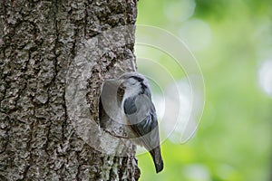 Nuthatch near the nest in wood hollow. Forest bird on green background