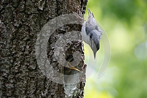 Nuthatch nestling ask for feeding. Adult birds guard their nest and feeds chicks