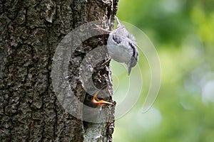 Nuthatch nestling ask for feeding. Adult birds guard their nest and feeds chicks