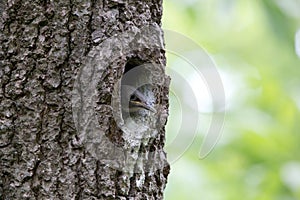 Nuthatch nestling peeking out of the oak hollow. Forest bird Sitta europaea or Eurasian nuthatch or Wood nuthatch on the nest