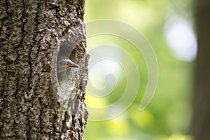 Nuthatch nestling waits for feeding in oak hollow. Forest bird Sitta europaea or Eurasian nuthatch or Wood nuthatch on the nest