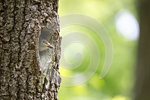 Nuthatch nestling waits for feeding in oak hollow. Forest bird Sitta europaea or Eurasian nuthatch or Wood nuthatch on the nest