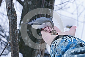 Nuthatch peck pine nuts withe a hands photo