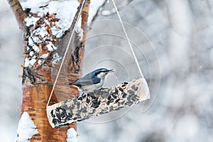 Nuthatch peck seeds in winter park