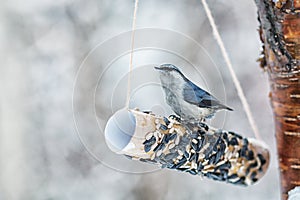 Nuthatch peck seeds in winter park photo