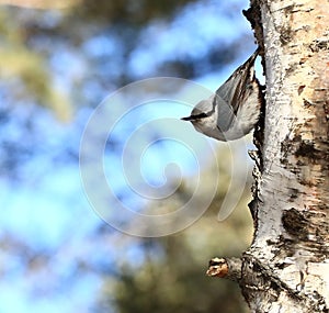 Nuthatch