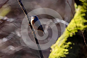 Nuthatch perched on a branch in a forest with a blurred background