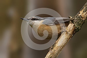 Nuthatch perched on a branch, gazing directly into the camera with its beady eyes