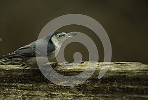 A Nuthatch Perched On A Fence