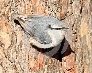 Nuthatch