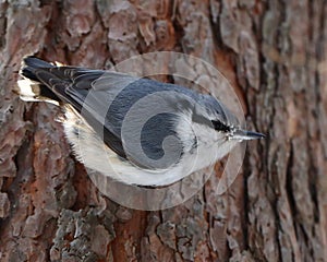 Nuthatch