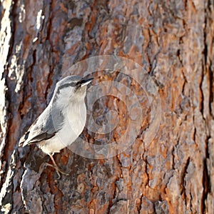 Nuthatch