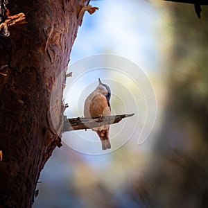 Nuthatch perched on a tree branch against a blurred forest background