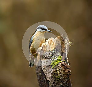 Nuthatch perched on a tree log in a park