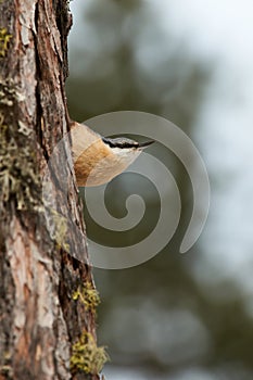 nuthatch perched on a tree trunk in winter