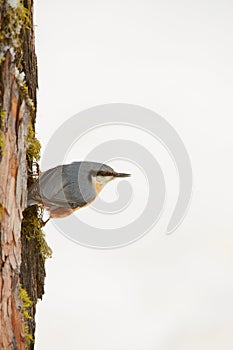 Nuthatch perched on a tree trunk in winter