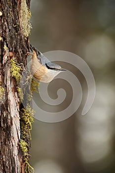 nuthatch perched on a tree trunk in winter