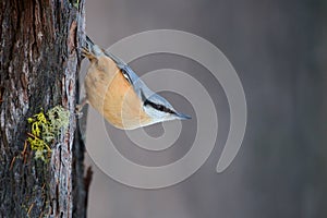 Nuthatch perched on a trunk