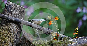 Nuthatch perched in the woods feeding