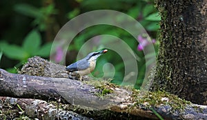 Nuthatch perched in the woods feeding