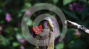 Nuthatch perched in the woods feeding