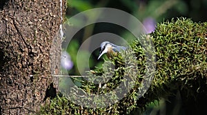 Nuthatch perched in the woods feeding