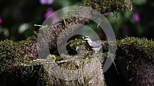 Nuthatch perched in the woods feeding