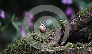 Nuthatch perched in the woods feeding