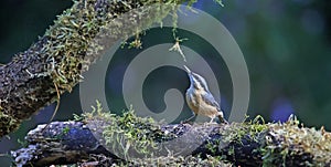 Nuthatch perched in the woods feeding