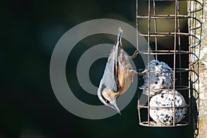 Nuthatch : Scientific name Sitta.