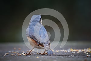 Nuthatch shooted from behind