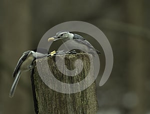 The Nuthatch Showing His Dominance