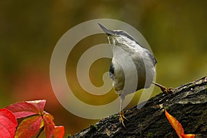 Nuthatch, Sit europaea