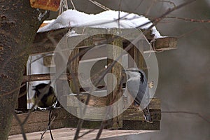 Nuthatch on a bird's feeder
