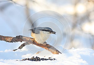 Pájaro carpintero se sienta sobre el rama 