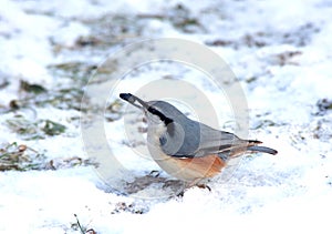 Pájaro carpintero se sienta sobre el la nieve 