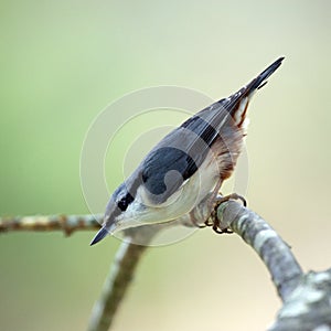 Nuthatch (Sitta europaea)