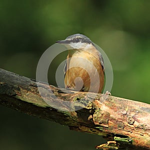 Nuthatch (Sitta europaea)