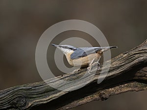 Nuthatch, Sitta europaea